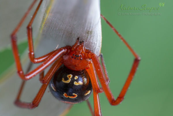 Quest For The Red Widow Naturescapesonline