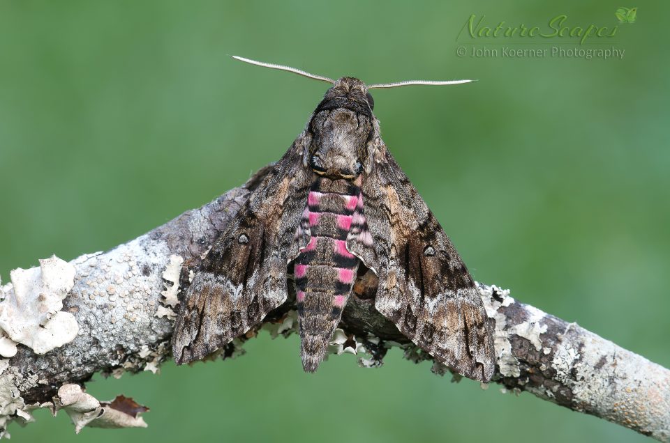 Photographing Moths